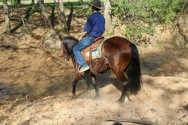 kid-safe-quarter-horse