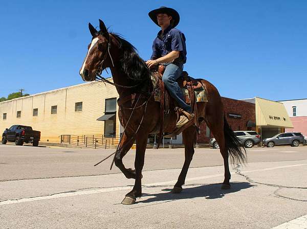 performance-quarter-horse