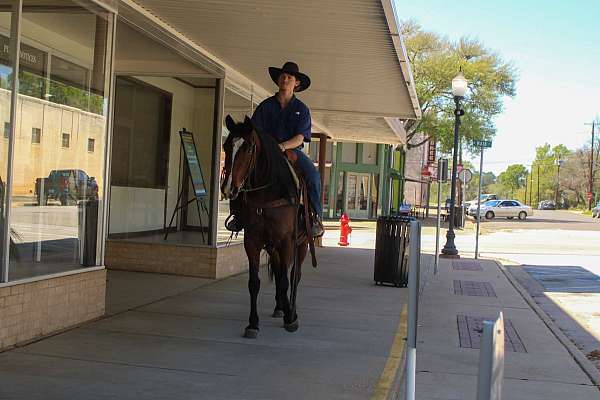 ranch-quarter-horse