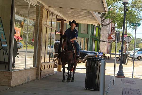 ranch-versatility-quarter-horse