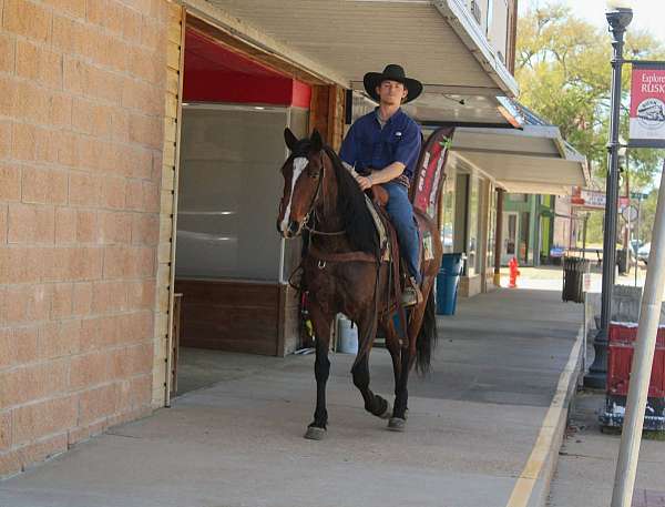 ridden-western-quarter-horse