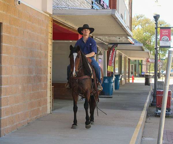 roping-quarter-horse