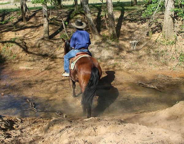 trail-quarter-horse