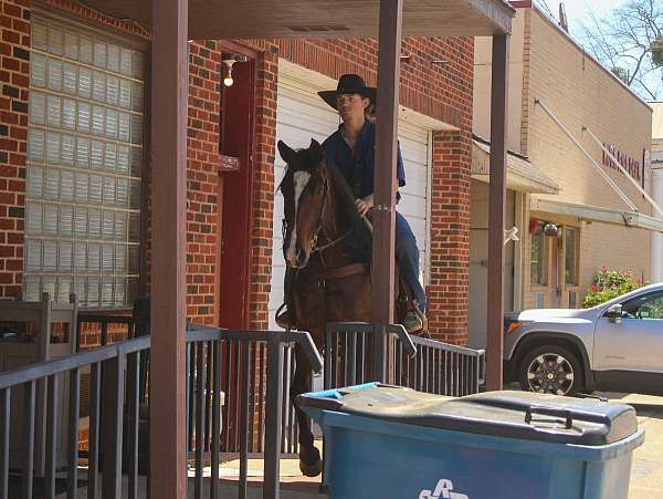 trail-riding-quarter-horse