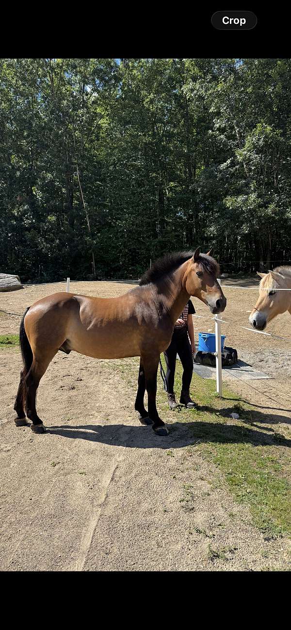 beginner-new-forest-pony-pony