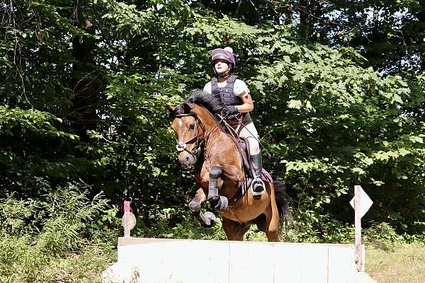 cross-new-forest-pony-pony