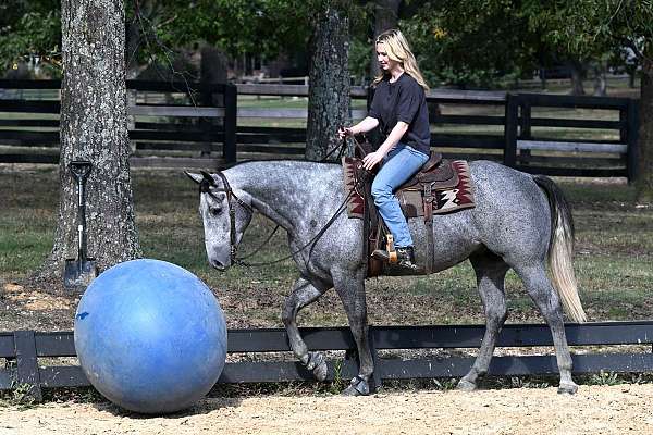 aqha-quarter-horse