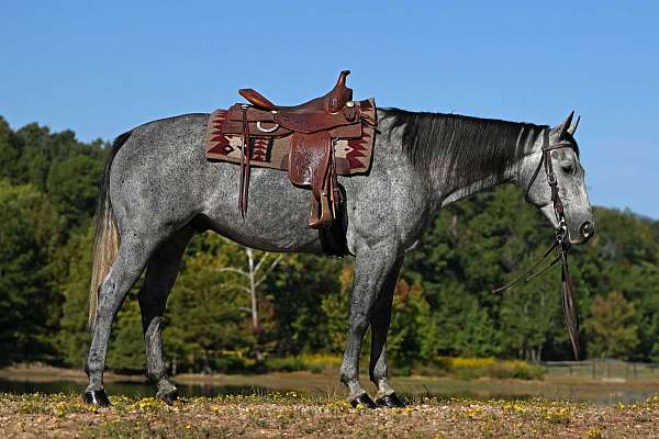 flashy-quarter-horse
