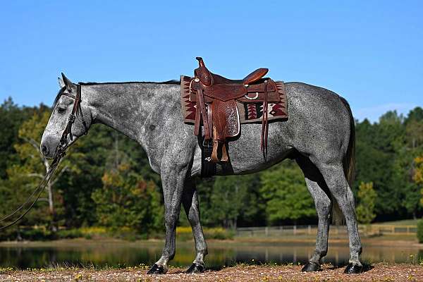 gelding-quarter-horse