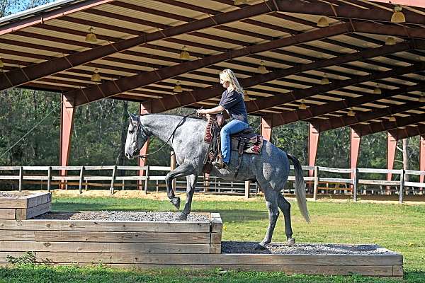 bombproof-quarter-horse