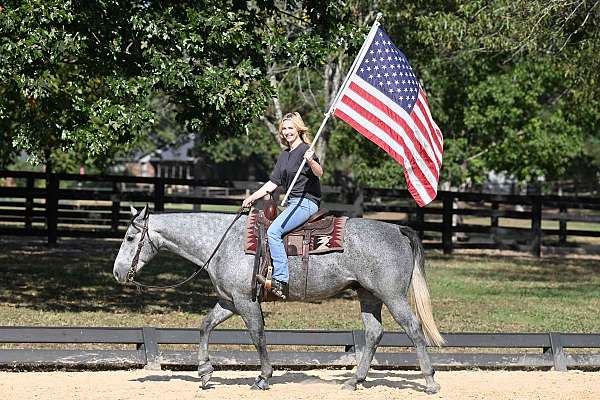 all-around-quarter-horse