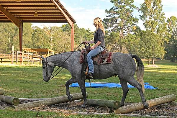 western-quarter-horse