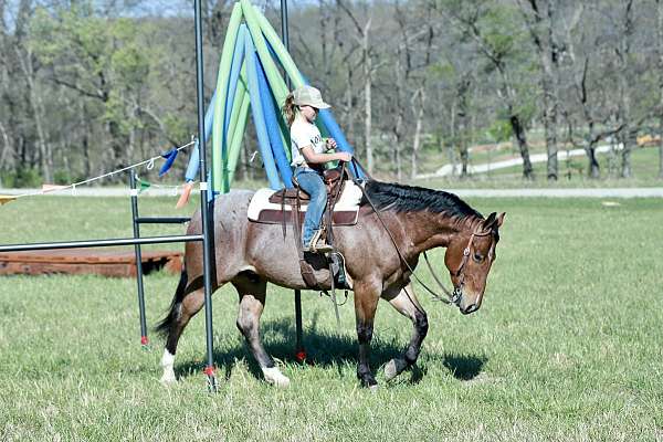 any-level-rider-quarter-horse