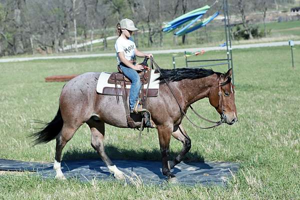 aqha-quarter-horse