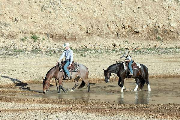around-quarter-horse