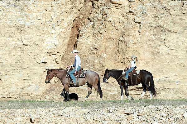 attention-quarter-horse