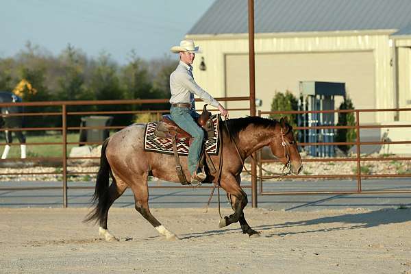 attitude-quarter-horse