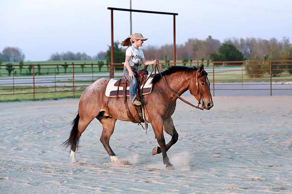 attractive-quarter-horse