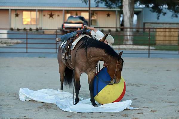 bridle-quarter-horse