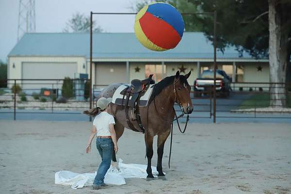 business-quarter-horse