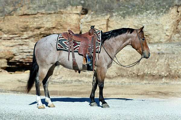 calm-quarter-horse