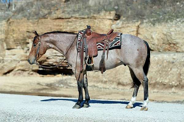 catch-quarter-horse