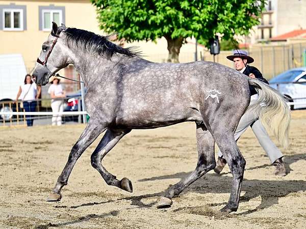 Stallyano Stallion With Good Conformation Piro Free for Sale. Ref. 04016