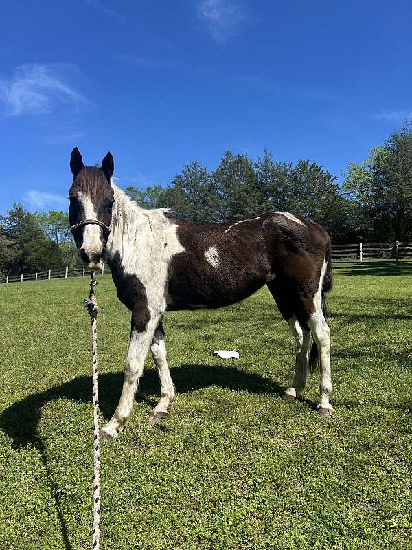 paint-horse-for-sale