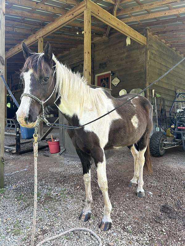 paint-horse