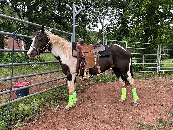 paint-mare