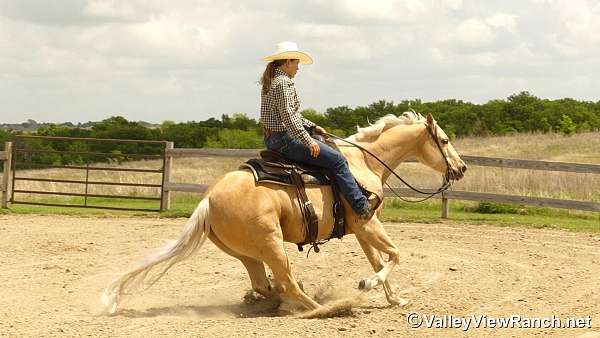 athletic-quarter-horse