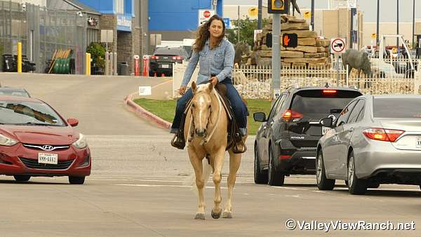 husband-safe-quarter-horse