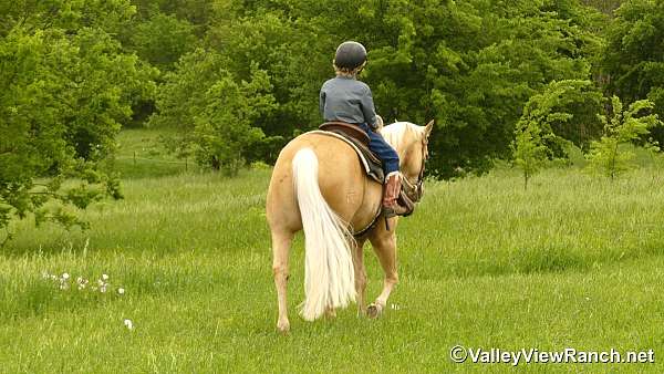 kid-safe-quarter-horse