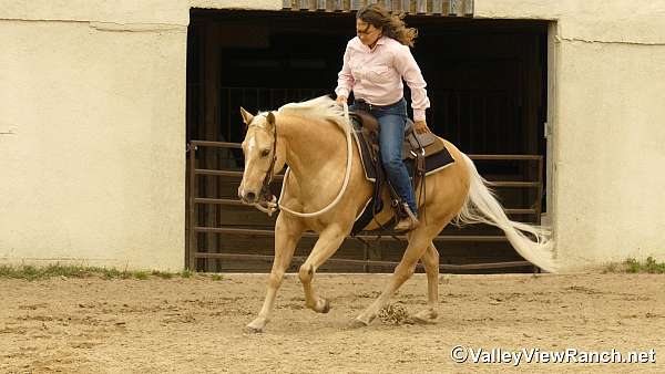 ranch-quarter-horse