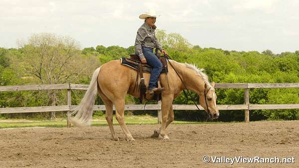 ranch-versatility-quarter-horse