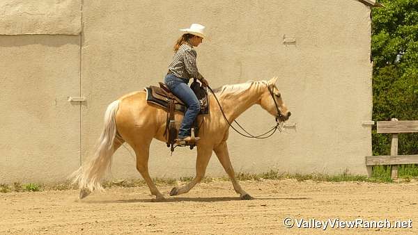 reining-quarter-horse