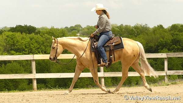 ridden-western-quarter-horse