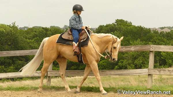 trail-class-competition-quarter-horse