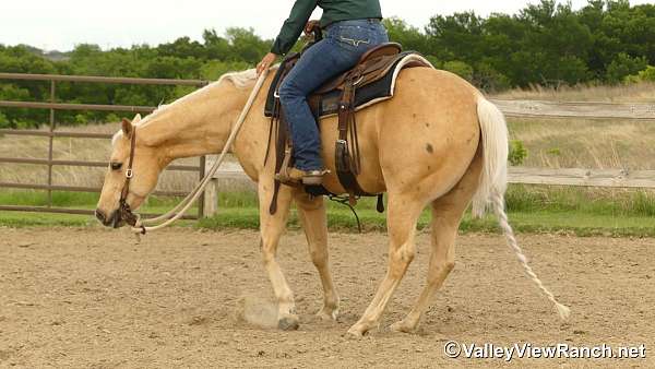 trail-quarter-horse