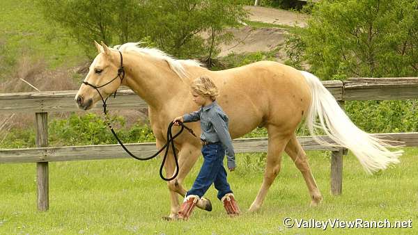 trail-riding-quarter-horse