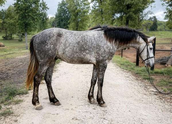 freeze-brand-on-right-hip-horse