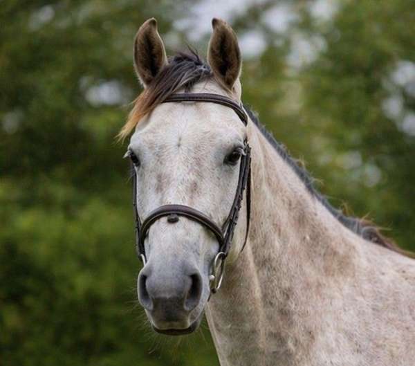grey-freeze-brand-on-right-hip-horse