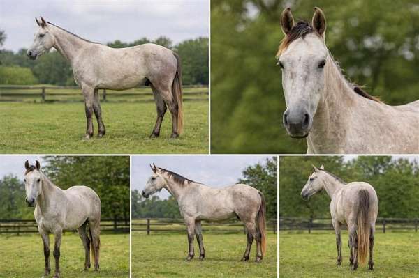 a-hunter-draft-horse