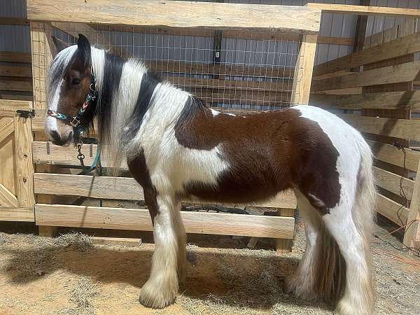 tobiano-horse