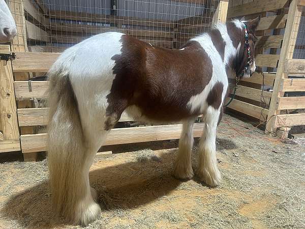 all-around-gypsy-vanner-horse