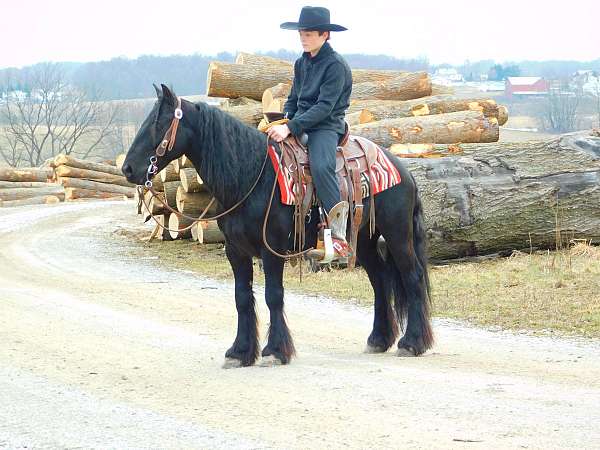 harness-fell-pony