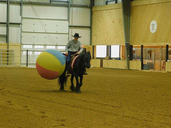 longe-line-fell-pony