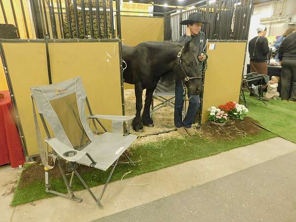 12-hand-fell-pony-gelding