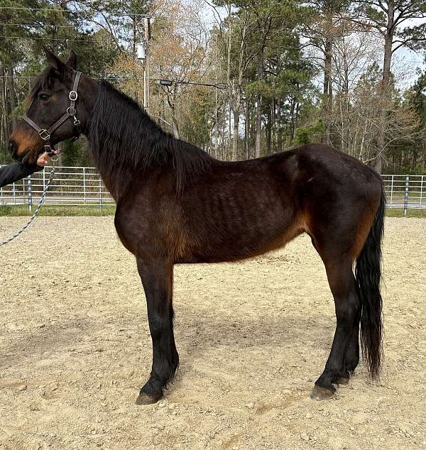 bay-morgan-mare