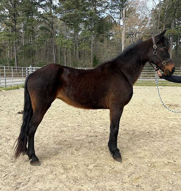 bay-mare-for-sale